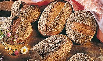 brunat zaciemniacz motyl uldo