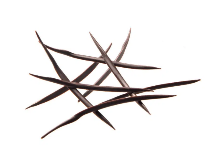 jeżowiec motyl barbara luijckx