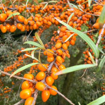 koncentrat rokitnik motyl kames